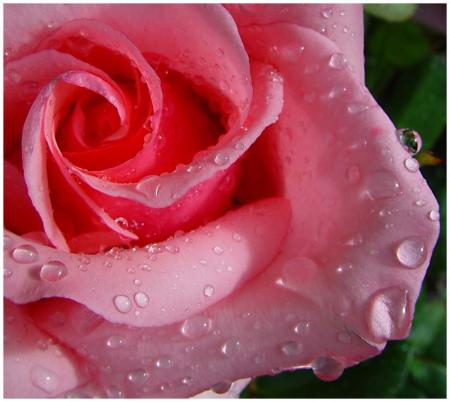 fleur